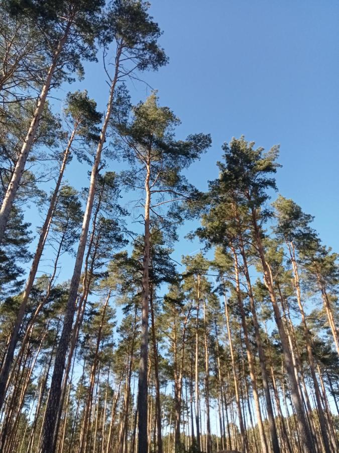 Ferienzimmer Waldzauber Borkwalde Eksteriør bilde